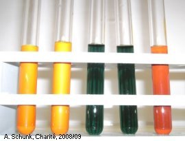 Experiment des Monats