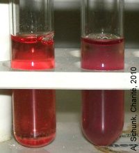 Experiment des Monats