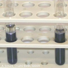 Experiment des Monats