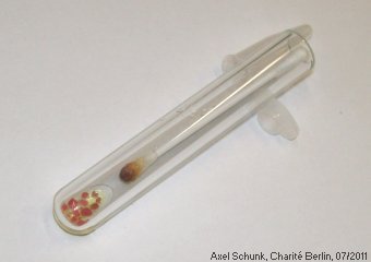 Experiment des Monats