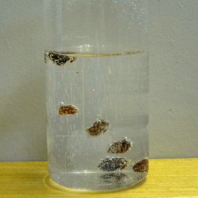 Experiment des Monats