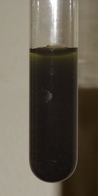 Experiment des Monats