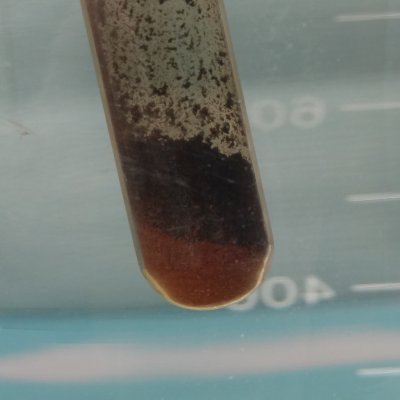 Experiment des Monats