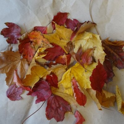 Experiment des Monats